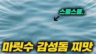 예민할때 잠길찌 낚시 원줄을 들고가는 하태도 마릿수 감성돔낚시!!