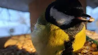 Obserwujemy sikorki w karmniku | Birdwatching | Birds for cats || WIEJSKIE PRZEŻYCIA