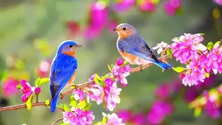 Richard Rodgers: Spring is Here - arr. Jeremy Lubbock.