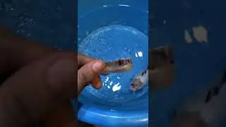 Heal Dropsy FAST in Fish 🐟💉 | Life-Saving Aquarium Hack #reels #exoticaquariumfish #aquariumhacks