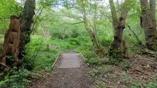 A tour of Cucknells Wood, from Surrey Wildlife Trust