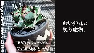 #11【購入レポ＆育成論】アガベ チタノタ Black&Blue @ペットショップ ライセンス