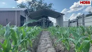 HILLING FALL CORN WITH THE HIGH ARCH WHEEL HOE