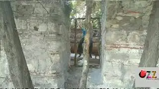 Aga Sesim Leşşş
