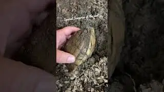 How Are the Hibernating Box Turtles Doing?!? 🐢🐢🐢🐢