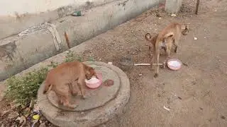 No one ate yoghurt and rice Except Tina,Ryan and Veronica's family🐕😔||#dog #doggielife #dogs