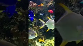 Animal Life, Pets, Stories, Facts, Rare & Shocking Truths