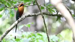 Rufous Motmot (Baryphthengus martii)