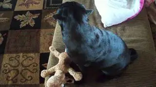 Day In the Life of Jeff the Pug