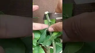 Orange tree Grafting 100%#garden