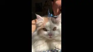 Hilarious Animal Fails You Can&rsquo;t Stop Watching! 12/01/2026