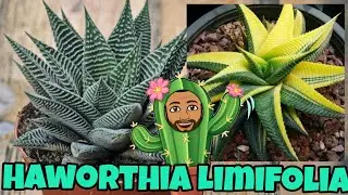 Haworthia Limifolia 🪴 Cuidados, reproducción y curiosidades💡 No Puede faltar en tú jardín ❤️