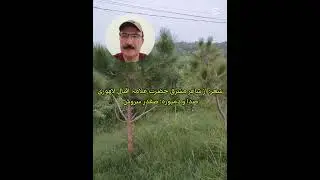 بہ فغان نہ لب گشودم کہ فغان اثر ندارد 