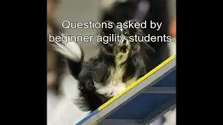 Beginning Agility Questions Answered - Contacts