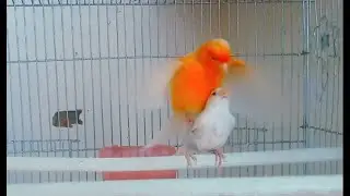 canary singing for marriage 7