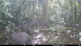 White-lipped peccaries  (Tayassu pecari) at Forest Clearing - Napo Moist Forests