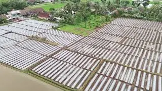 Tanaman cabe rawit