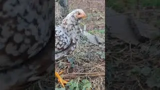 Beautiful Chicken (Swedish Flower hen)