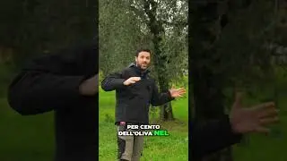 Olivo  Potatura e Trattamenti Efficaci per Raccolta Migliore