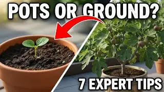 7 Expert Tips to Grow Fig Trees in Pots vs Ground