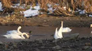 North American Trumpeter and Tundra Swans feed with Mallards and a couple Canvasback ducks