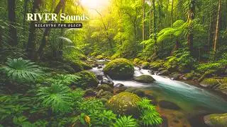 Deep Night Sleep 🌙 Forest River Sounds for Better Sleep
