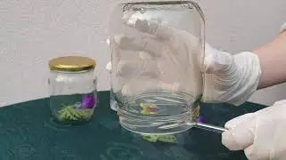 Wirtualny Dzień Otwarty VII LO w Krakowie 2021 - biologia