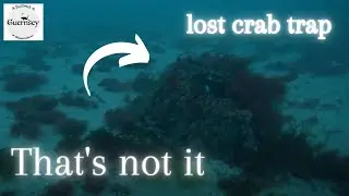 Looking for a lost crab pot and collecting scallops #scuba #fishing #lost #4k