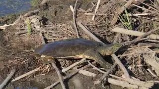North American Spiny Softshell Turtle goes over a northern USA Beaver dam to get to their other pond