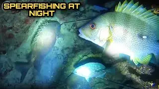 Night Spearfishing Hunting Fresh Seafoods Palawan Philippines Episode 9