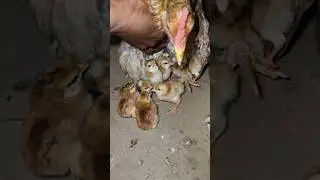mother hen protecting chicks night