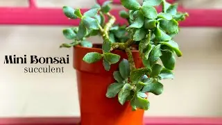 How to plant mini bonsai  succulent Ripple Jade from cuttings, alinahome