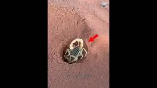 Desert Scorpion🦂#facts #desertanimal #shorts