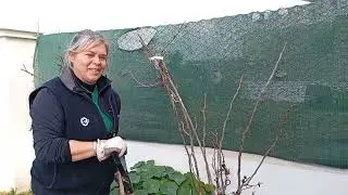 COMO utilizar el fertilizante TRIPLE 15
