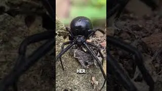 Как быстро каждый паук может вас убить