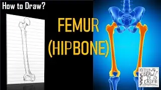 How to Draw Femur (Hipbone) | Bone Anatomy | Class 11 | Biology Diagrams Exam Guide