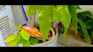 Kadupul flower or Queen of the Night cactus in full bloom..