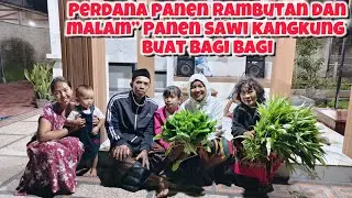 PANEN RAMBUTAN DIRUMAH DAN BAGI” REJEKI PANEN SAWI DAN KANGKUNG DAN SEGI HASILNYA
