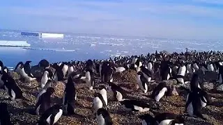 Massive penguin colony discovered, see the amazing images here