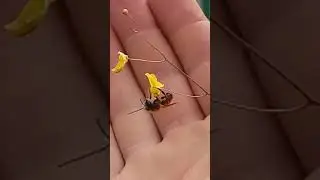 Bees and carnivores: utricularia subulata flower