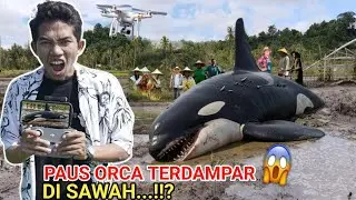 HEBOH!!😱IKAN PAUS ORCA RAKSASA TERDAMPAR DISAWAH WARGA TERTANGKAP DRONE?? | Mikael TubeHD