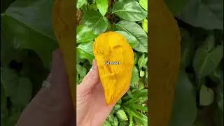 Exotic fruits you can find at Tropical Fruit World