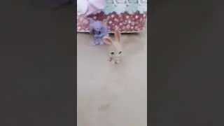 minişeler dans ediyor