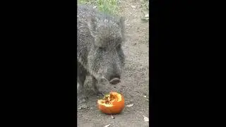 Animals Munch on 'Spooky' Snacks Before Halloween at San Francisco Zoo