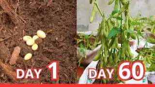 Small Garden, Big Harvest: Growing Soybeans in Limited Space, Growing Edamame | Nana Garden Ideas