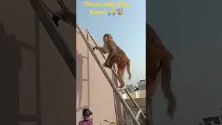 #funny #monckey #comedy #mankey #monkey #monkeycomedy #animals #funymonkey #funnyanimals #monkeyjo😄