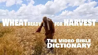 Wheat Ready For Harvest - The Video Bible Dictionary