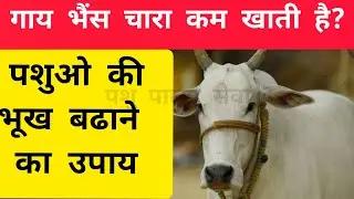 पशु की भूख कैसे बढ़ाएं | How To Increase Digestion Of Animal |Cow Buffalo| Dairy Farming Information