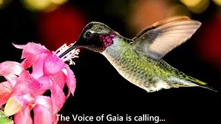 Solstice Message, Amrita Magdala, December 2024