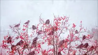 Magpies and Crows Cawing Sound Effect | Animal Sounds